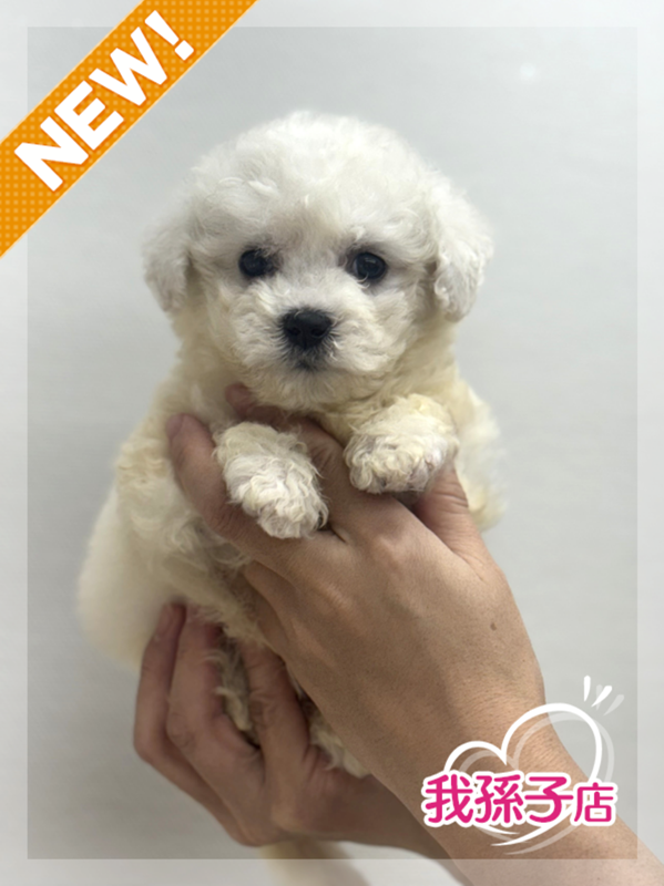 千葉県のビションフリーゼ (かねだい我孫子店/2025年8月28日生まれ/男の子/ホワイト)の子犬