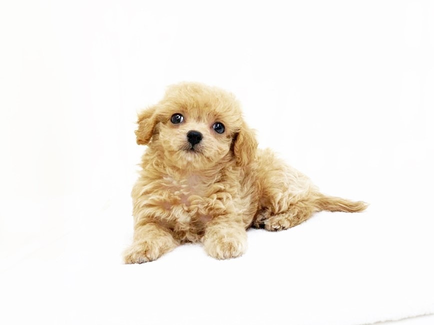 価格の安いｍｉｘ 父 トイプードル2 5kg 母 ロングコートチワワ2 5kg 株式会社かねだい