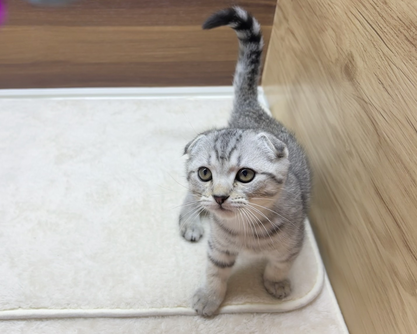 群馬県のマンチカン (かねだいペットトライアル桐生/2025年8月15日生まれ/男の子/シルバータビー)の子猫の1枚目の画像
