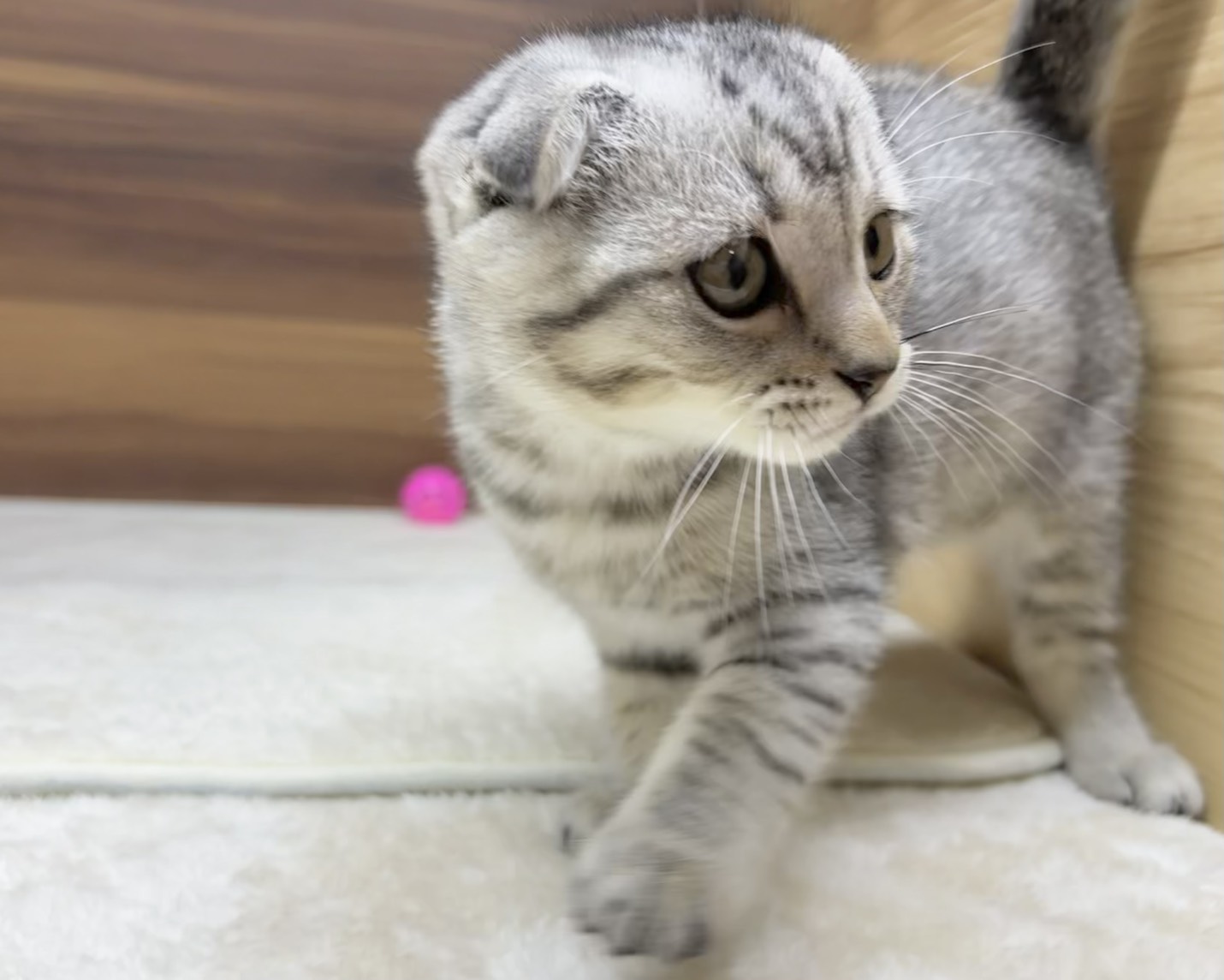 群馬県のマンチカン (かねだいペットトライアル桐生/2025年8月15日生まれ/男の子/シルバータビー)の子猫の2枚目の画像