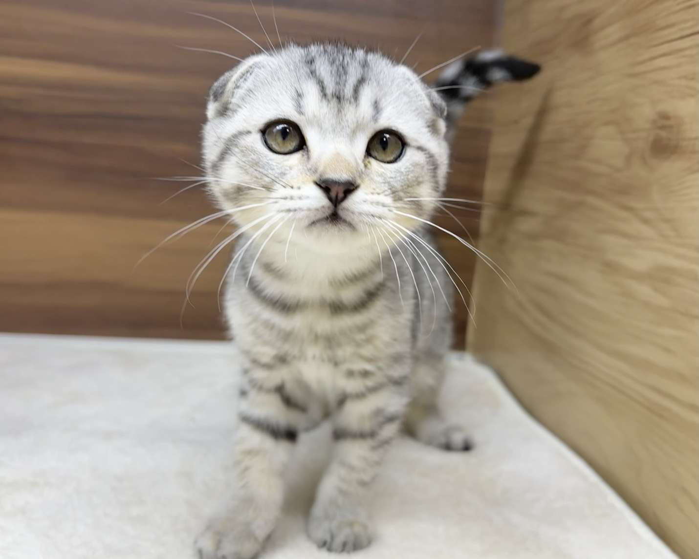 群馬県のマンチカン (かねだいペットトライアル桐生/2025年8月15日生まれ/男の子/シルバータビー)の子猫の3枚目の画像