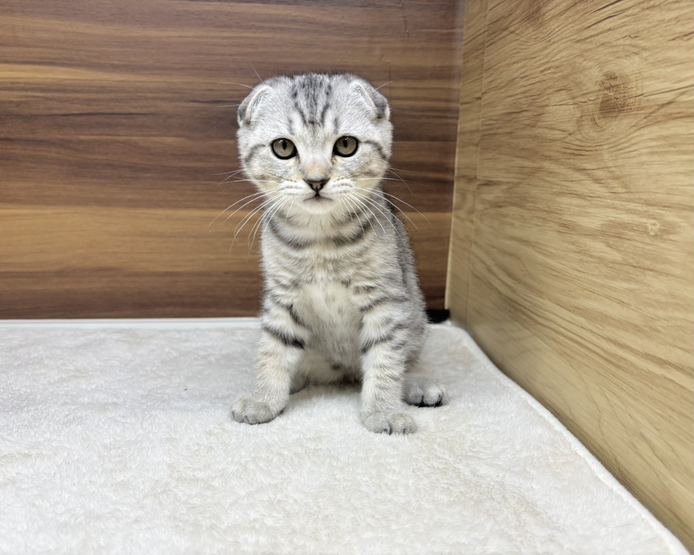 群馬県のマンチカン (かねだいペットトライアル桐生/2025年8月15日生まれ/男の子/シルバータビー)の子猫の4枚目の画像