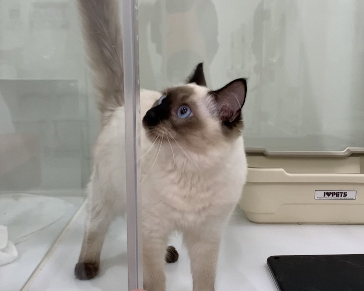 千葉県のオリエンタルロングヘア (かねだい千葉店/2025年4月13日生まれ/男の子/シールポイント)の子猫の1枚目の画像