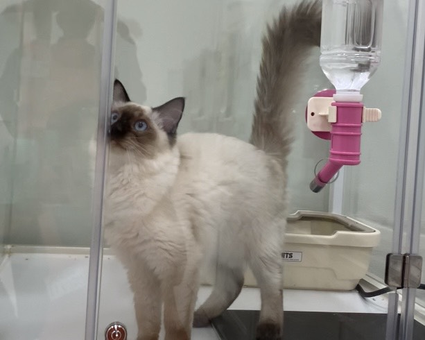 千葉県のオリエンタルロングヘア (かねだい千葉店/2025年4月13日生まれ/男の子/シールポイント)の子猫の2枚目の画像