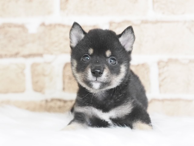 埼玉県の豆柴 (かねだい戸田店/2025年8月30日生まれ/男の子/黒)の子犬