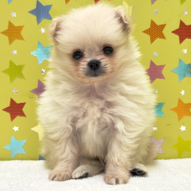 東京都のハーフ犬・ミックス犬 (かねだい足立店/2025年8月29日生まれ/男の子/ホワイト)の子犬の2枚目の画像