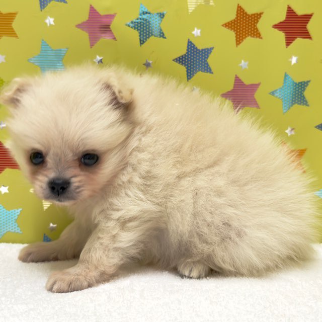 東京都のハーフ犬・ミックス犬 (かねだい足立店/2025年8月29日生まれ/男の子/ホワイト)の子犬の3枚目の画像