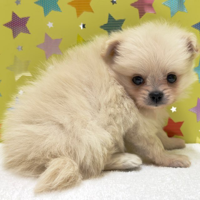 東京都のハーフ犬・ミックス犬 (かねだい足立店/2025年8月29日生まれ/男の子/ホワイト)の子犬の4枚目の画像