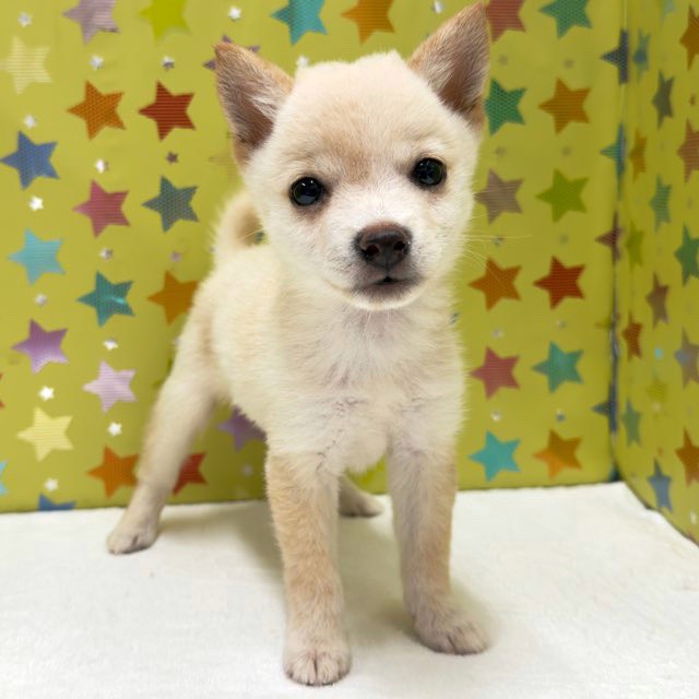 東京都の豆柴 (かねだい足立店/2025年8月14日生まれ/男の子/白)の子犬の2枚目の画像