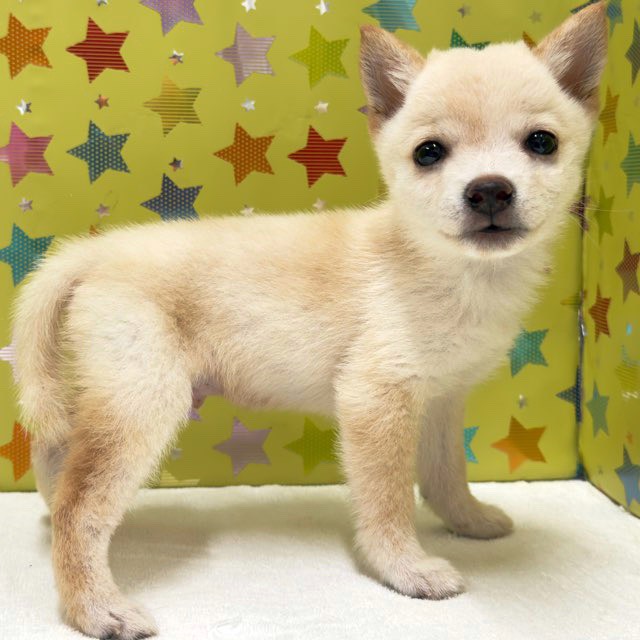 東京都の豆柴 (かねだい足立店/2025年8月14日生まれ/男の子/白)の子犬の3枚目の画像