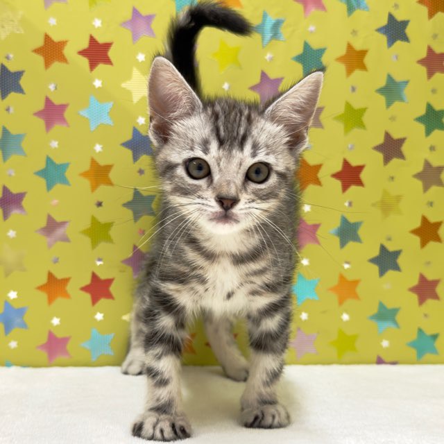 東京都のジェネッタ (かねだい足立店/2025年8月30日生まれ/男の子/シルバータビー)の子猫の2枚目の画像