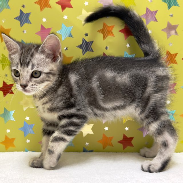 東京都のジェネッタ (かねだい足立店/2025年8月30日生まれ/男の子/シルバータビー)の子猫の3枚目の画像