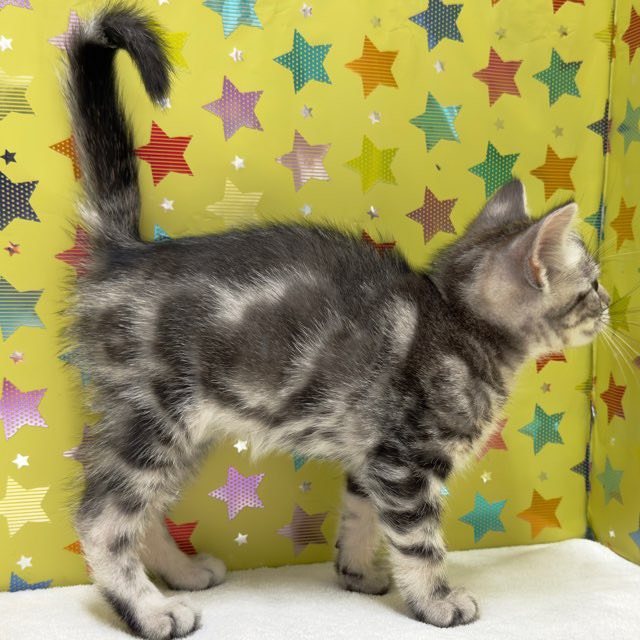 東京都のジェネッタ (かねだい足立店/2025年8月30日生まれ/男の子/シルバータビー)の子猫の4枚目の画像