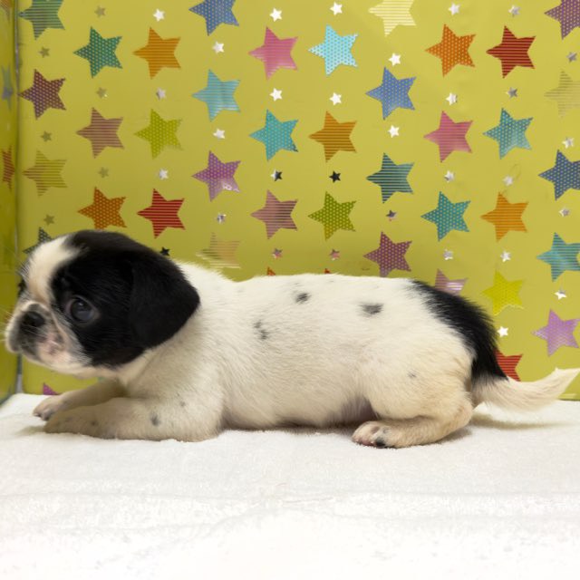 東京都のハーフ犬・ミックス犬 (かねだい足立店/2025年8月30日生まれ/女の子/ブラックホワイト)の子犬の3枚目の画像