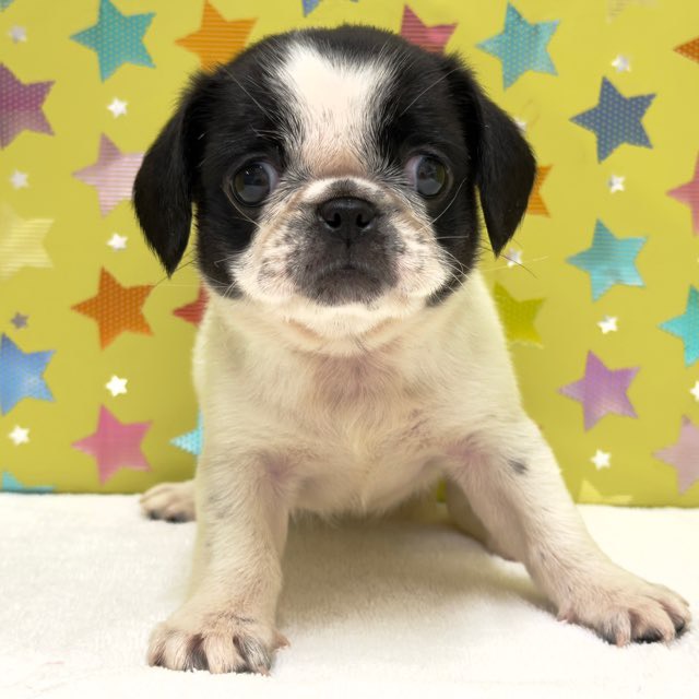 東京都のハーフ犬・ミックス犬 (かねだい足立店/2025年8月30日生まれ/女の子/ブラックホワイト)の子犬の2枚目の画像