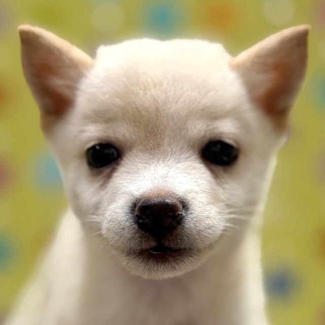 東京都の豆柴 (かねだい足立店/2025年8月14日生まれ/男の子/白)の子犬の1枚目の画像