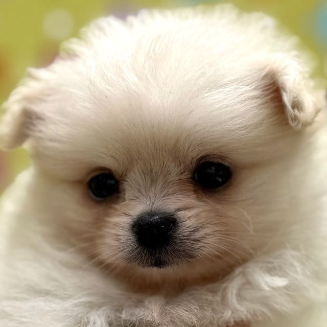 東京都のハーフ犬・ミックス犬 (かねだい足立店/2025年8月29日生まれ/男の子/ホワイト)の子犬の1枚目の画像