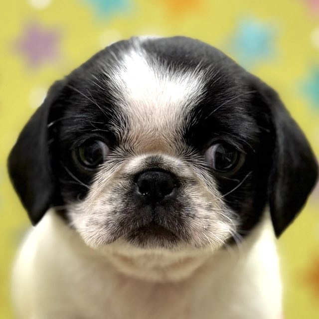 東京都のハーフ犬・ミックス犬 (かねだい足立店/2025年8月30日生まれ/女の子/ブラックホワイト)の子犬の1枚目の画像