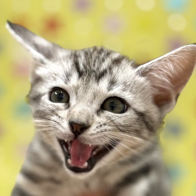 東京都のジェネッタ (かねだい足立店/2025年8月30日生まれ/男の子/シルバータビー)の子猫の1枚目の画像