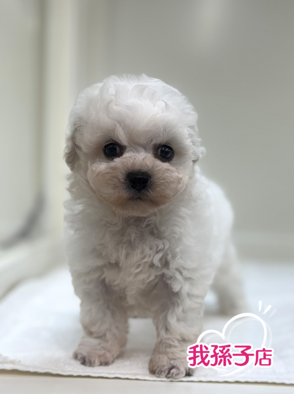 千葉県のハーフ犬・ミックス犬 (かねだい我孫子店/2025年8月16日生まれ/男の子/ホワイト)の子犬の1枚目の画像