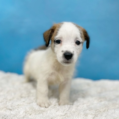 千葉県のジャックラッセルテリア (かねだい四街道店/2025年8月29日生まれ/女の子/ホワイトタン)の子犬の1枚目の画像