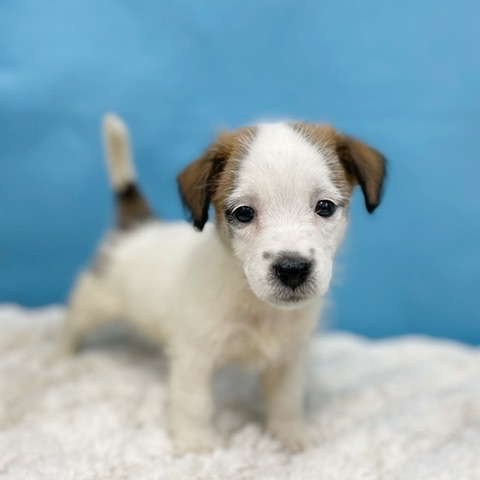 千葉県のジャックラッセルテリア (かねだい四街道店/2025年8月29日生まれ/女の子/ホワイトタン)の子犬の2枚目の画像