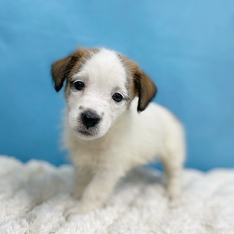 千葉県のジャックラッセルテリア (かねだい四街道店/2025年8月29日生まれ/女の子/ホワイトタン)の子犬の3枚目の画像