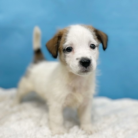 千葉県のジャックラッセルテリア (かねだい四街道店/2025年8月29日生まれ/女の子/ホワイトタン)の子犬の4枚目の画像