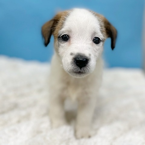 2025年8月29日生まれのジャックラッセルテリアの5枚目の写真