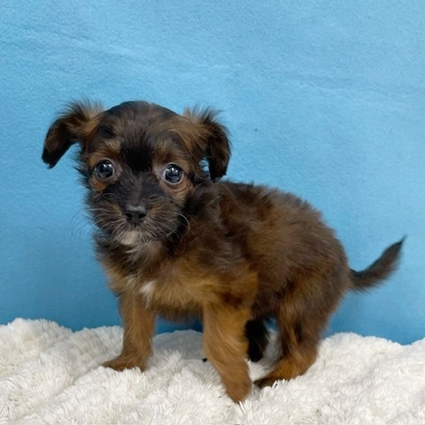 千葉県のチワプー (かねだい四街道店/2025年8月30日生まれ/女の子/ブリンドル)の子犬の1枚目の画像