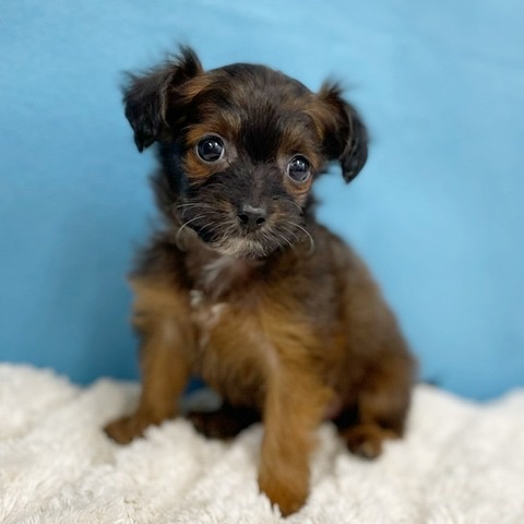 千葉県のチワプー (かねだい四街道店/2025年8月30日生まれ/女の子/ブリンドル)の子犬の2枚目の画像