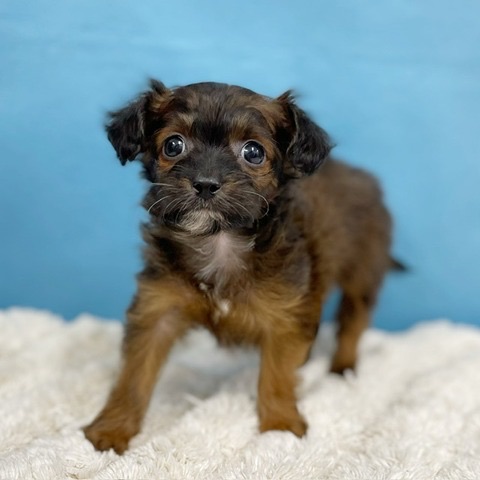 千葉県のチワプー (かねだい四街道店/2025年8月30日生まれ/女の子/ブリンドル)の子犬の3枚目の画像