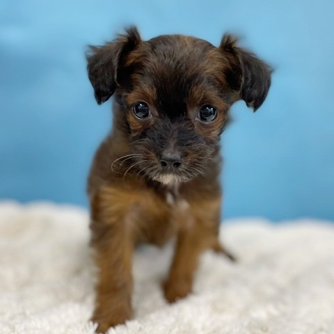 千葉県のチワプー (かねだい四街道店/2025年8月30日生まれ/女の子/ブリンドル)の子犬の4枚目の画像