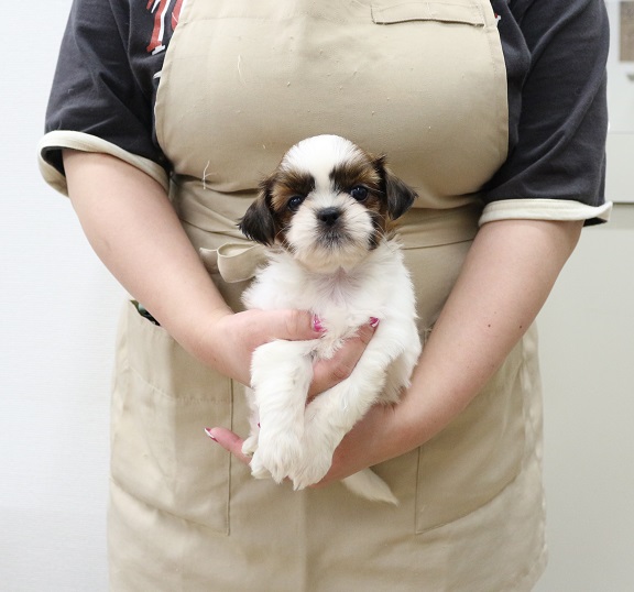 神奈川県のシーズー (かねだい伊勢原店/2025年8月30日生まれ/女の子/ゴールドホワイト)の子犬