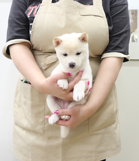 神奈川県の豆柴 (かねだい伊勢原店/2025年8月29日生まれ/女の子/白)の子犬