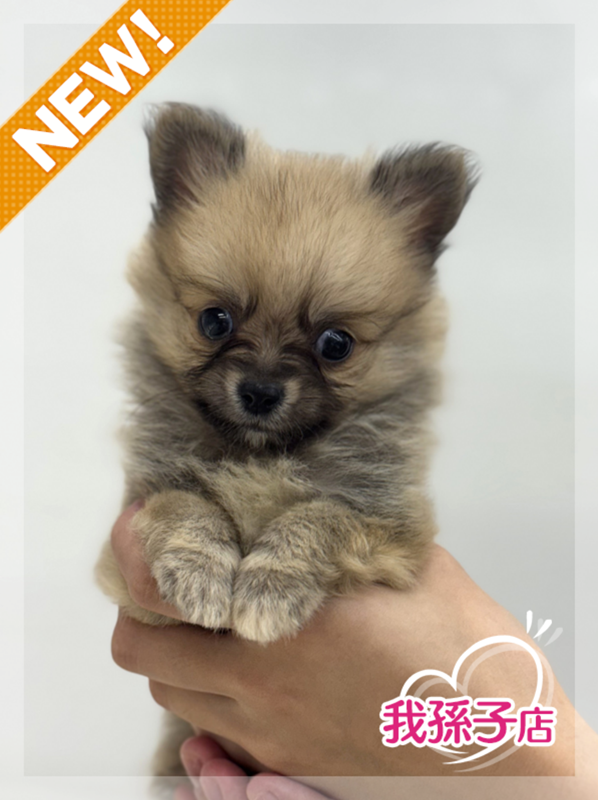千葉県のポメチワ/チワポメ/ポメチー(ポメラニアン×チワワ) (かねだい我孫子店/2025年8月30日生まれ/男の子/その他色)の子犬