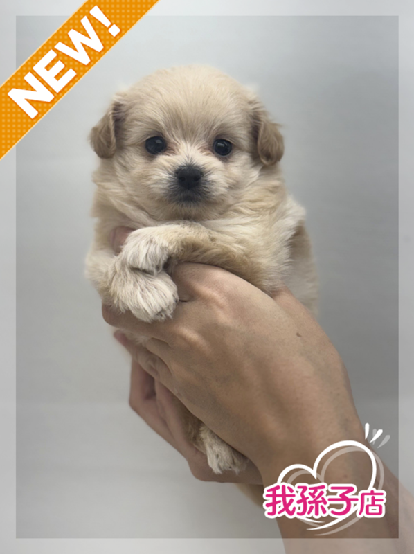 千葉県のポメプー(ポメラニアン×プードル) (かねだい我孫子店/2025年8月30日生まれ/男の子/その他色)の子犬の1枚目の画像