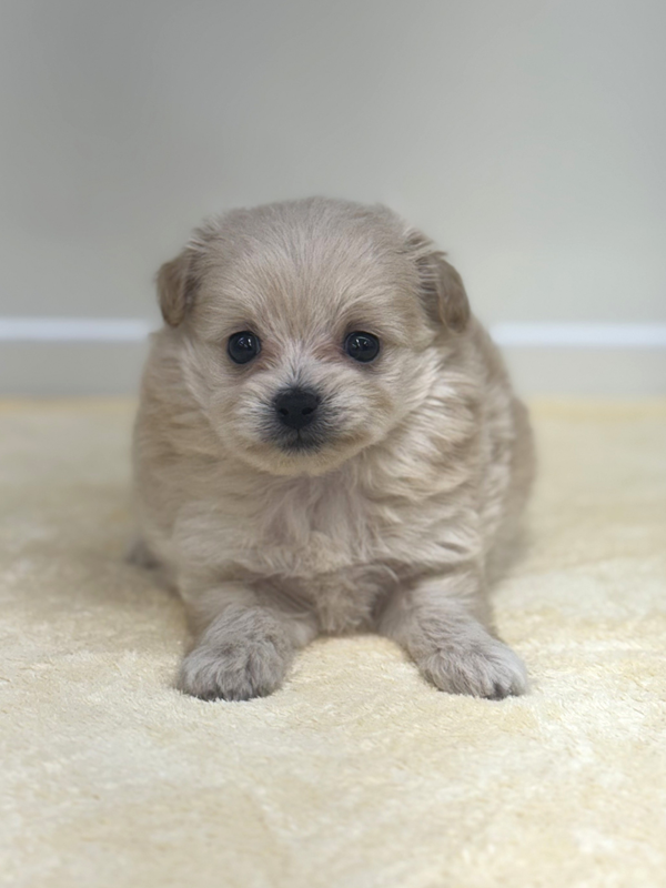 千葉県のポメプー(ポメラニアン×プードル) (かねだい我孫子店/2025年8月30日生まれ/男の子/その他色)の子犬の2枚目の画像