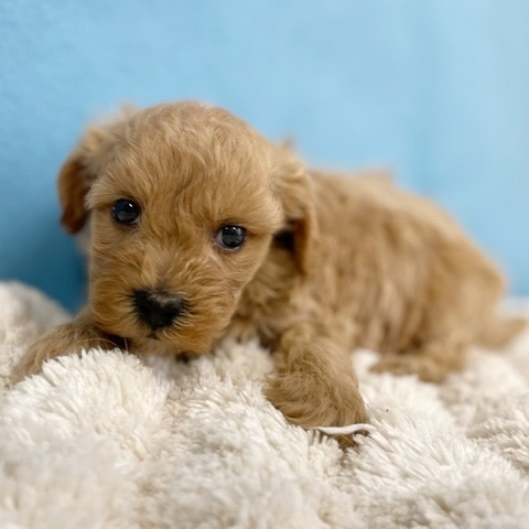 2025年8月30日生まれのマルプー(マルチーズ×プードル)の5枚目の写真