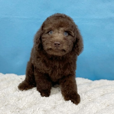千葉県のトイプードル(トイ) (かねだい四街道店/2025年8月30日生まれ/男の子/ブラウン)の子犬の3枚目の画像