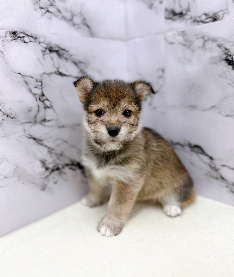 神奈川県のハーフ犬・ミックス犬 (かねだい東戸塚店/2025年8月28日生まれ/女の子/ウルフセーブル)の子犬の1枚目の画像