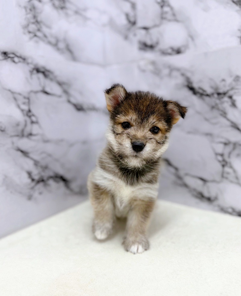 神奈川県のハーフ犬・ミックス犬 (かねだい東戸塚店/2025年8月28日生まれ/女の子/ウルフセーブル)の子犬の2枚目の画像