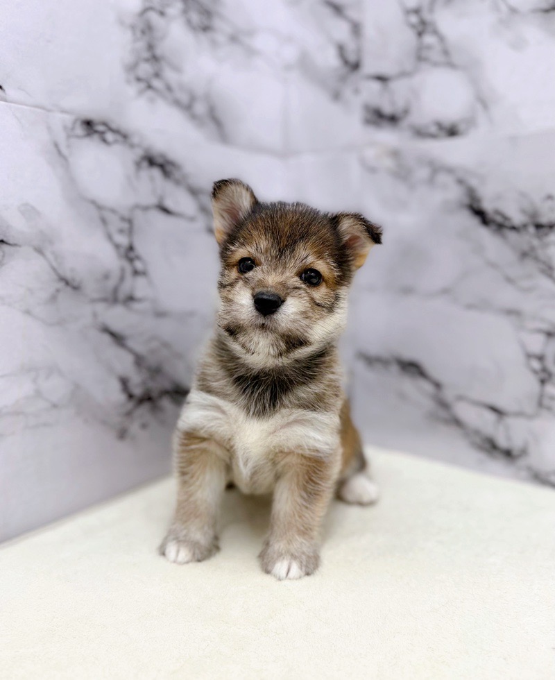 神奈川県のハーフ犬・ミックス犬 (かねだい東戸塚店/2025年8月28日生まれ/女の子/ウルフセーブル)の子犬の3枚目の画像