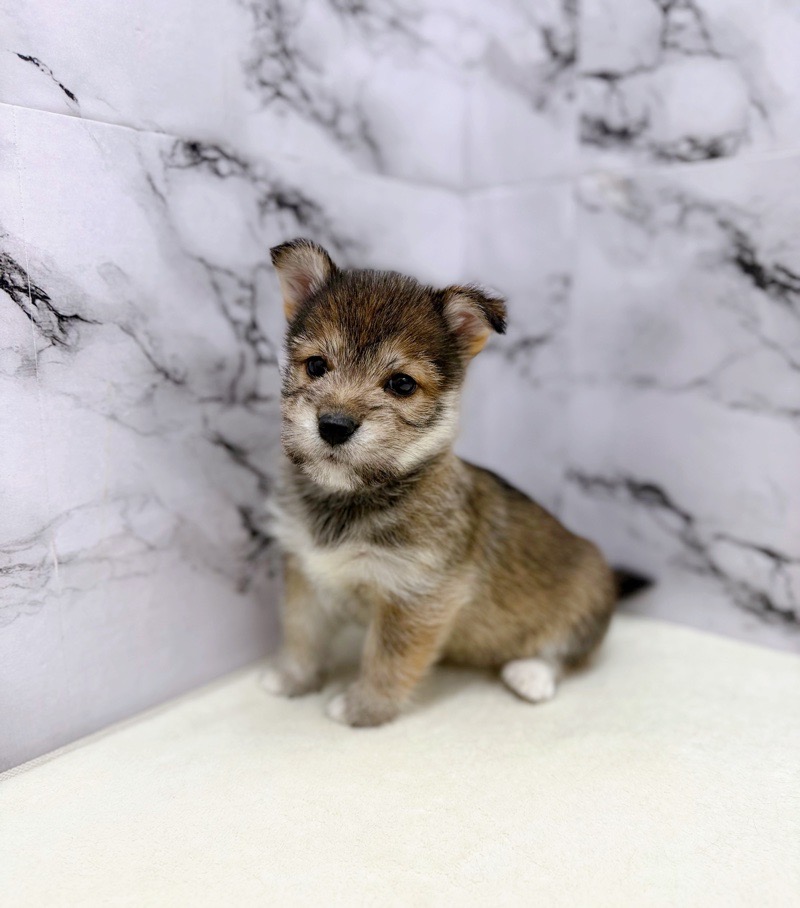 神奈川県のハーフ犬・ミックス犬 (かねだい東戸塚店/2025年8月28日生まれ/女の子/ウルフセーブル)の子犬の4枚目の画像