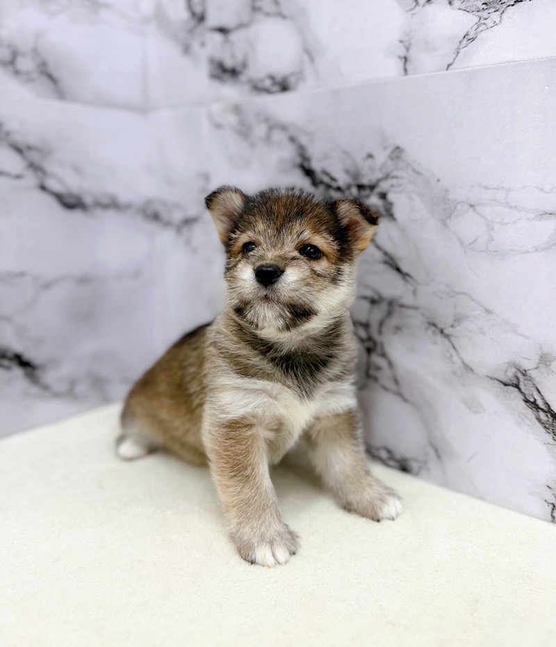 2025年8月28日生まれのハーフ犬・ミックス犬の5枚目の写真
