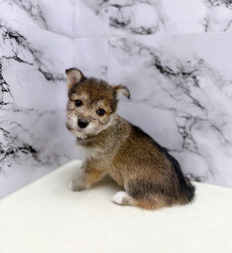 2025年8月28日生まれのハーフ犬・ミックス犬の6枚目の写真