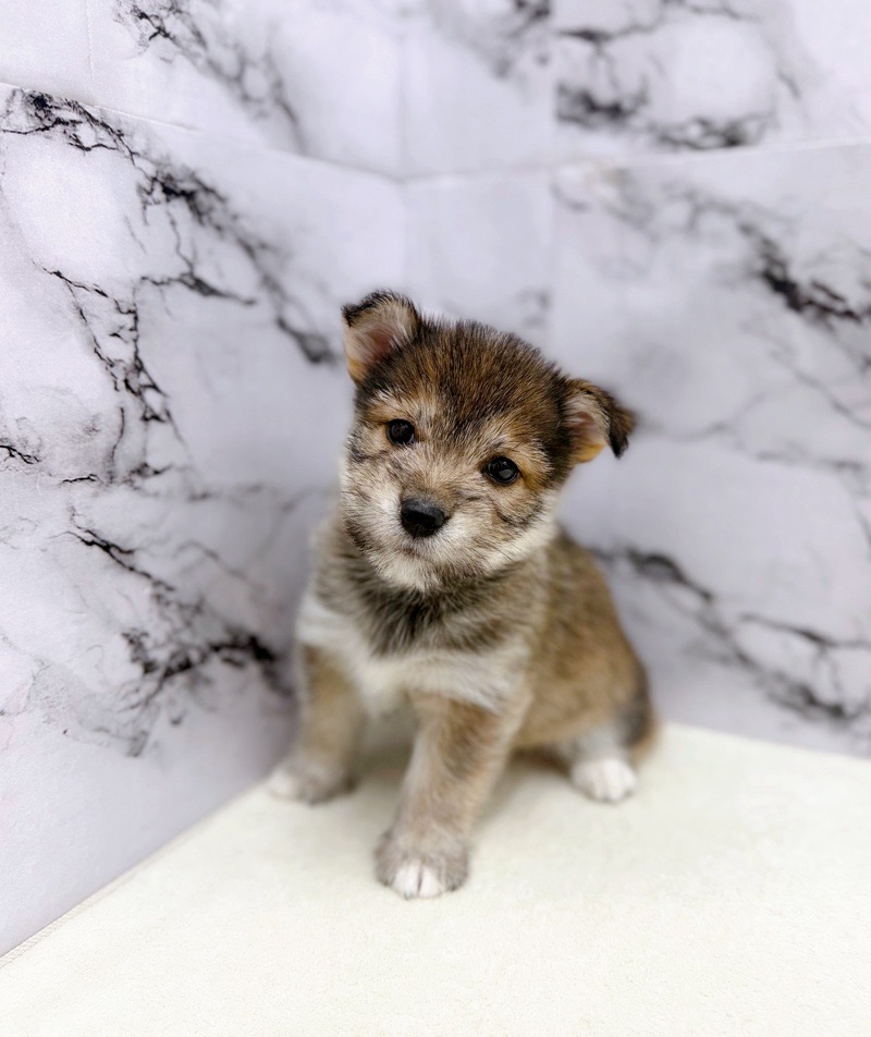 2025年8月28日生まれのハーフ犬・ミックス犬の7枚目の写真