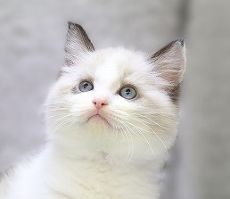 埼玉県のラグドール (かねだい草加店/2025年8月29日生まれ/男の子/シールポイントバイカラー)の子猫の2枚目の画像
