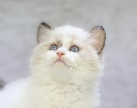 埼玉県のサイベリアン (かねだい草加店/2025年8月31日生まれ/男の子/シールポイントバイカラー)の子猫の2枚目の画像