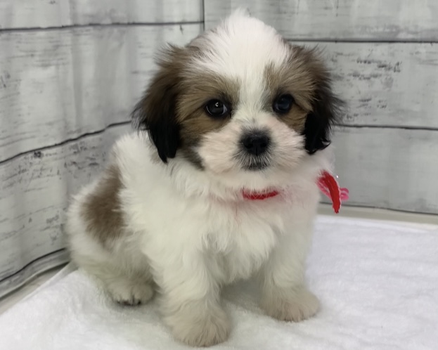 千葉県のマルズー/マルシーズ(マルチーズ×シーズー) (かねだい千葉店/2025年8月30日生まれ/女の子/ブラウンホワイト)の子犬の1枚目の画像